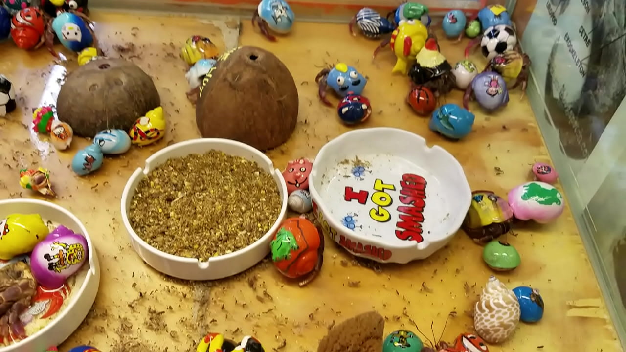 : Descubre los secretos de la\n  cocina tradicional mexicana\n    \n    \n    \"Deliciosas recetas de la cocina mexicana: Explora los sabores de la\n  auténtica panocha mexicana\"